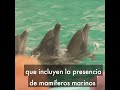 Miles de ballenas, delfines y otros animales marinos en cautiverio siguen sufriendo en el 2019