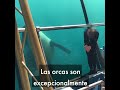 Miles de ballenas, delfines y otros animales marinos en cautiverio siguen sufriendo en el 2019