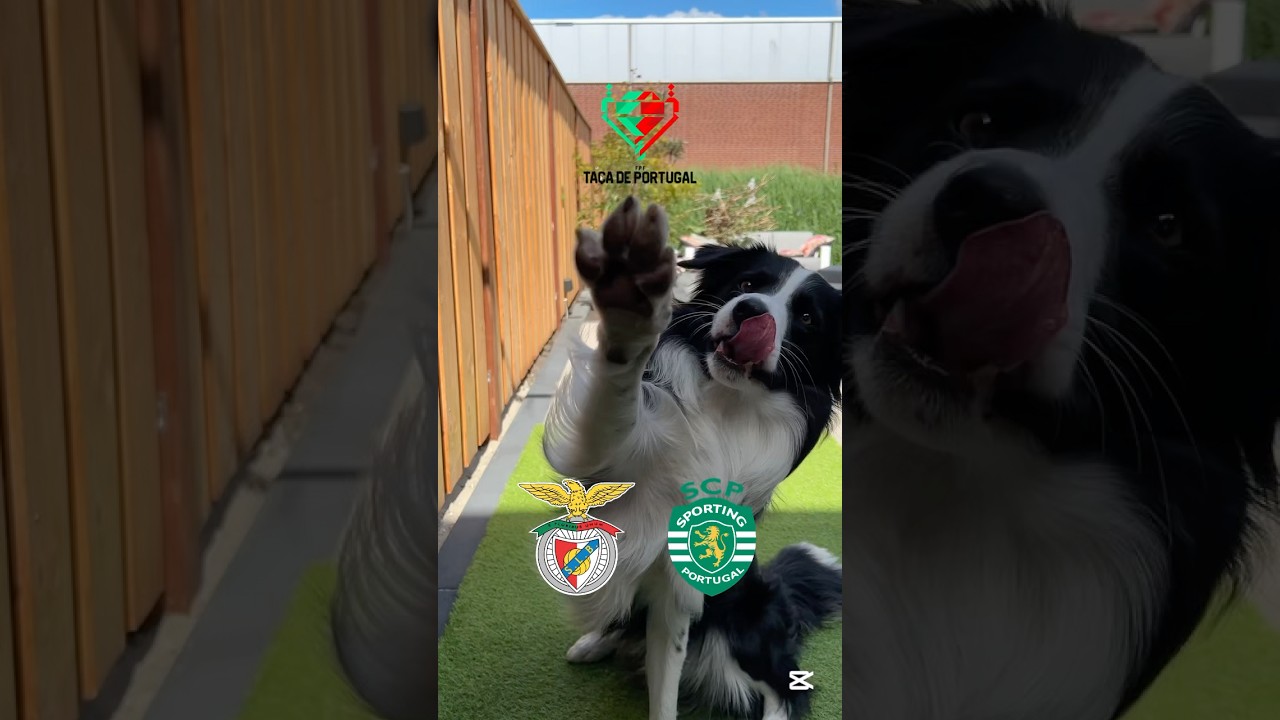 Taça de Portugal final prediction! 🇵🇹 Benfica - Sporting CP ⚽️