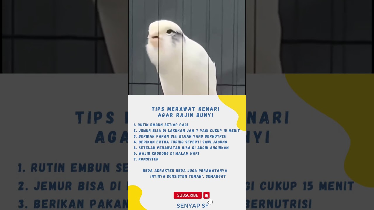 Tips merawat kenari agar rajin bunyi