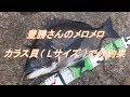 豊勝 メロメロ カラス貝 チヌ