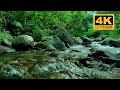Nature Sounds of Forest River, Gentle Birdsong,Babbling Stream,Nature Sounds, Healing & Health ASMR