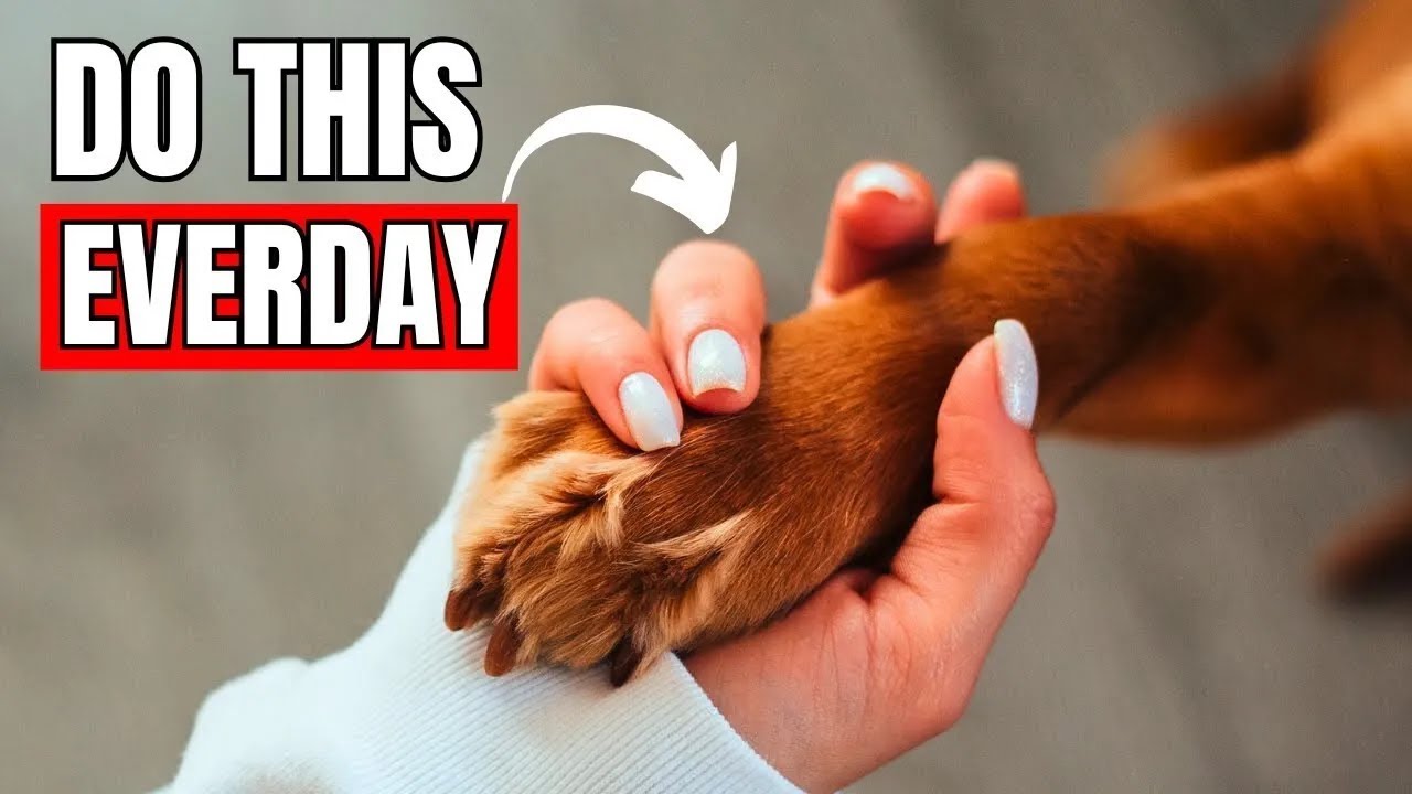 6 Ways to Tell Your Dog You Love THEM (So They Can Understand) - YouTube