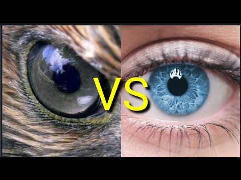 الفرق بين عين الانسان و عين الحيوان