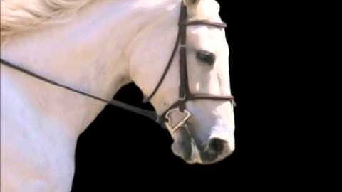 Mikmar D Ring Snaffle with Loops