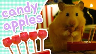 Candy Apples 🍎 HAMSTER KITCHEN
