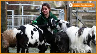Slideshow: Behind the scenes at London Zoo