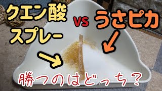 うさぎのトイレ掃除!　うさピカ対クエン酸　頑固な尿石汚れ(^_^;)どっちがきれいになるのか？