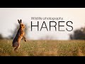 Wildlife photography: Photographing brown hares