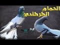 مواصفات الحمام الكركندي العالي من الغية العمدة 