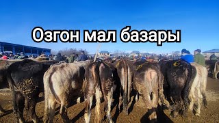 Мал базар 🐂 31-декабрь 0501358575 Ангус сатылат