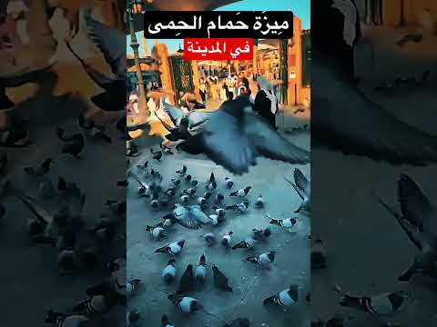 م يز ة ح مام الح مى في المدينة الشيخ محمد أصلان 