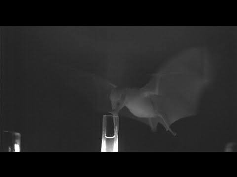 Watch a bat sip nectar in super slow motion