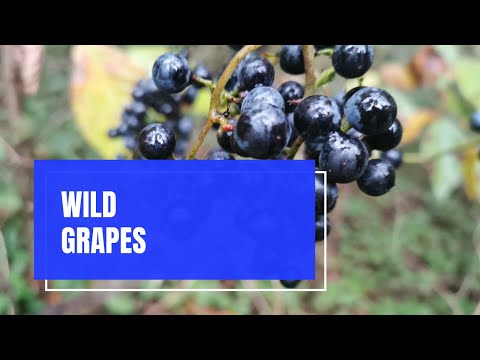 Video: Delicious grapes in Siberia: npaj rau lub caij ntuj no
