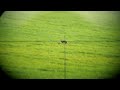 На варда за хищници Predator Hunting Bulgaria Jackal Hunting 
