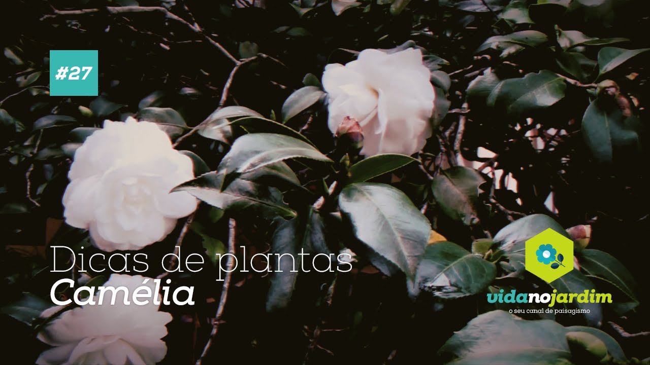 Dicas de plantas - Camélia #27 - thptnganamst.edu.vn