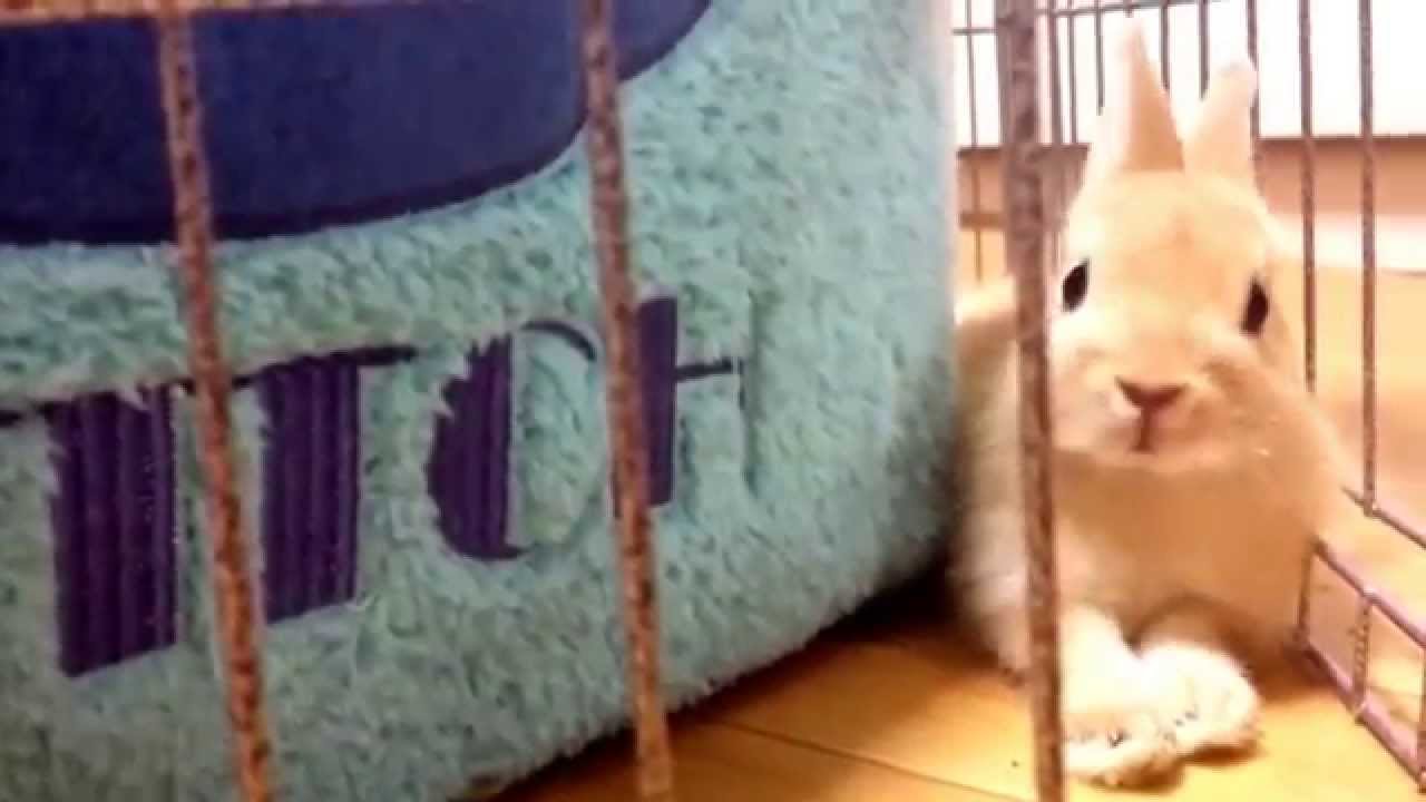 打ち上げ花火の音にびっくりする子うさぎ ぴぴちゃん Youtube