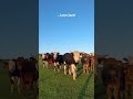 Cow love jazz! 😆#funny #funnyanimals #cow #jazz #mussic