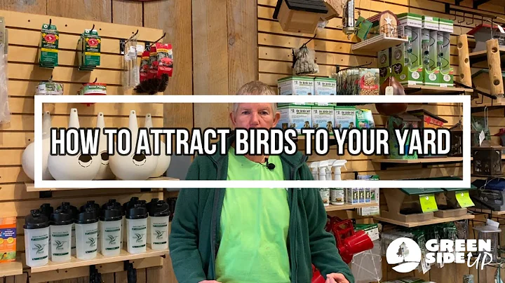 How to Attract Birds to Your Yard | Winter Birding | Birding in Fayetteville, NC