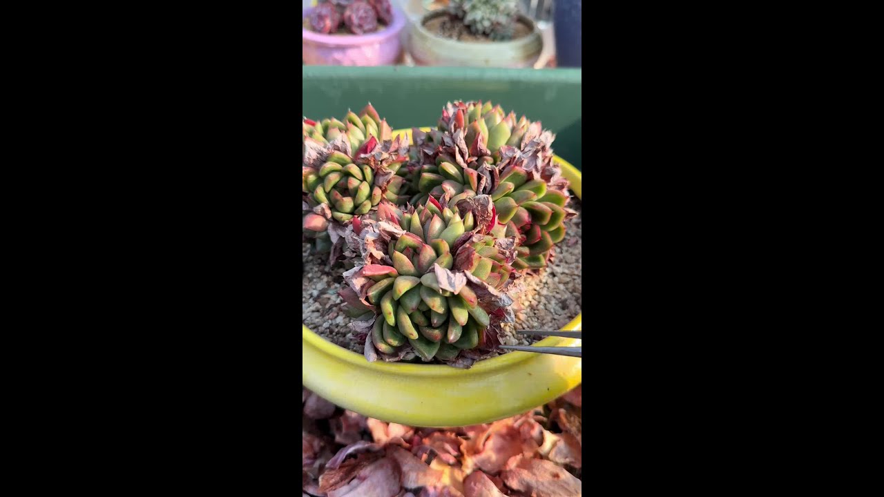 三年未动！强迫症勿看！超级解压！