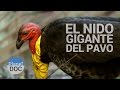 Nido Gigante del Pavo Australiano | Animales Salvajes - Planet Doc