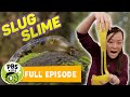 Slime Properties and Comparisons