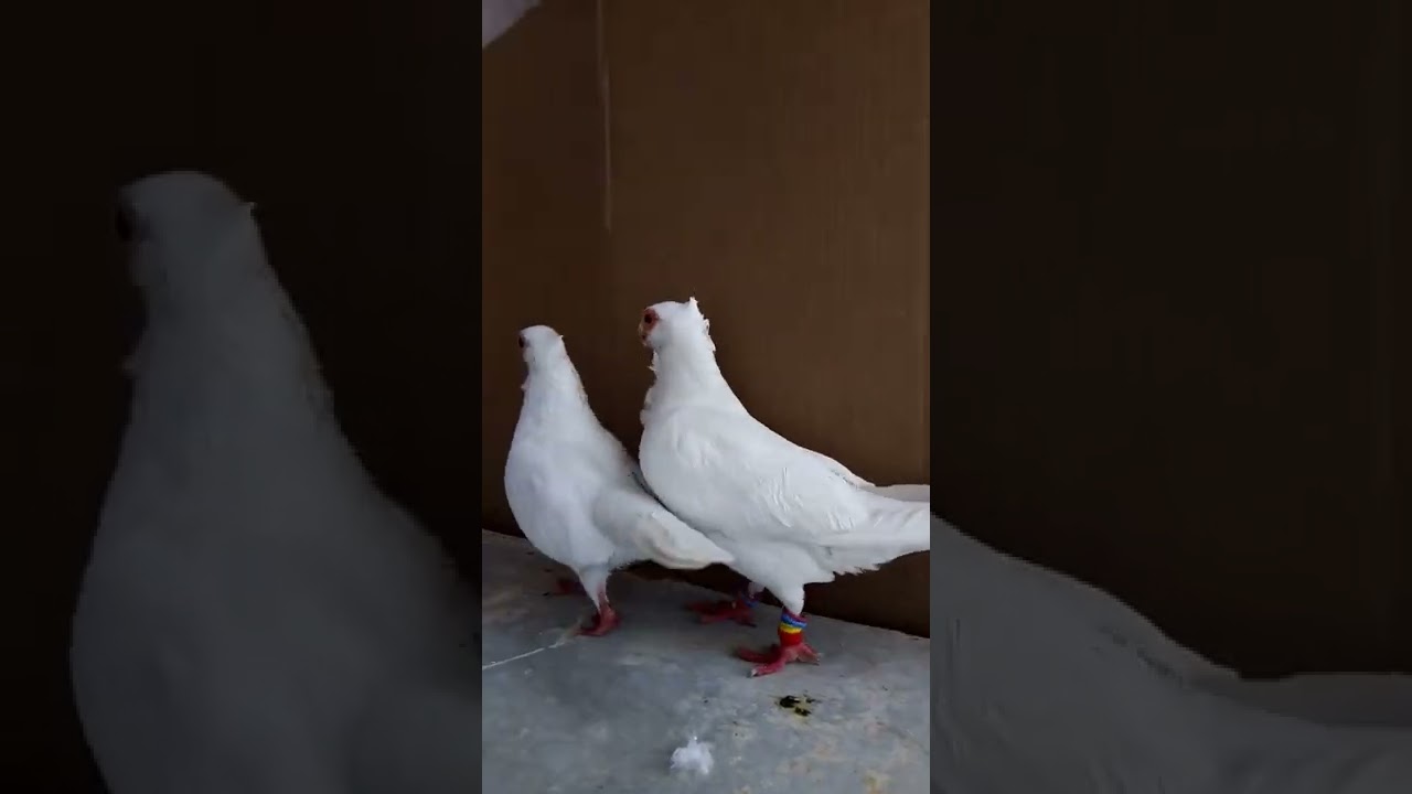pigeon ki video 
