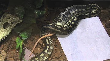 Carpet Python Eating Time-lapse