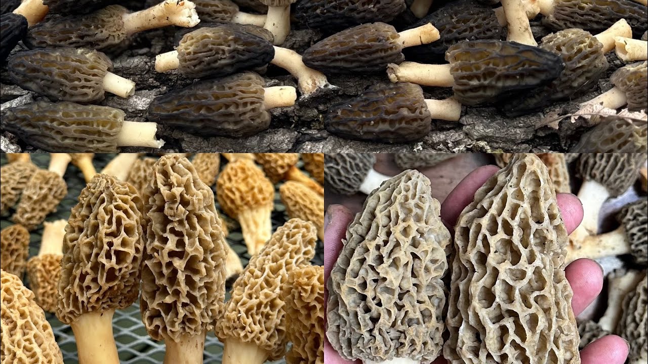 BLACK 🍄YELLOW🍄GREY MOREL MUSHROOM TRIFECTA!!!