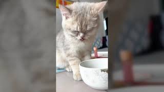 The funniest and most humorous cat video by Happy Dog VN 20 views 1 month ago 9 minutes, 38 seconds