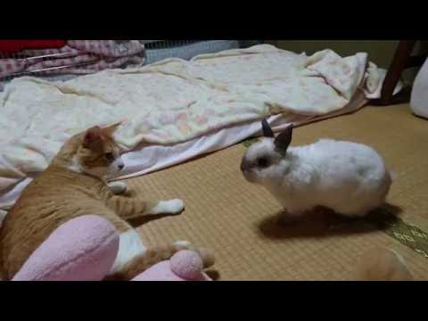 猫に挑むうさぎ