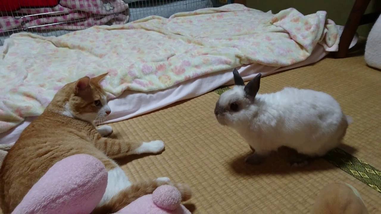 猫とうさぎが同居するポイント３つ