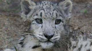どろんこユキヒョウ ~Snow leopard that gets soiled from the dirt