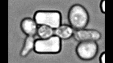 High-throughput analysis of yeast replicative aging using a microfluidic system
