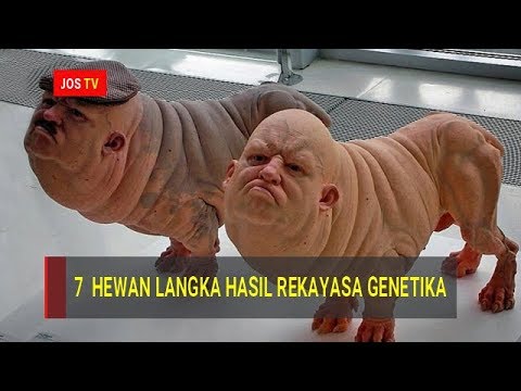 Video: Apakah beberapa contoh haiwan yang diubah suai secara genetik?