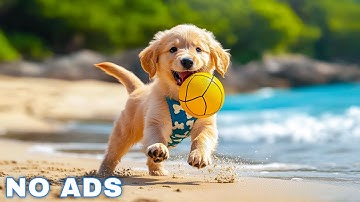 12 Hours of Dog Calming Music for Anxiety 💖 Anti Separation Anxiety Relief Music 🐶🎵 dog music