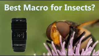 The best lens for Insect Macro Photography? OM systems 90mm 2x macro