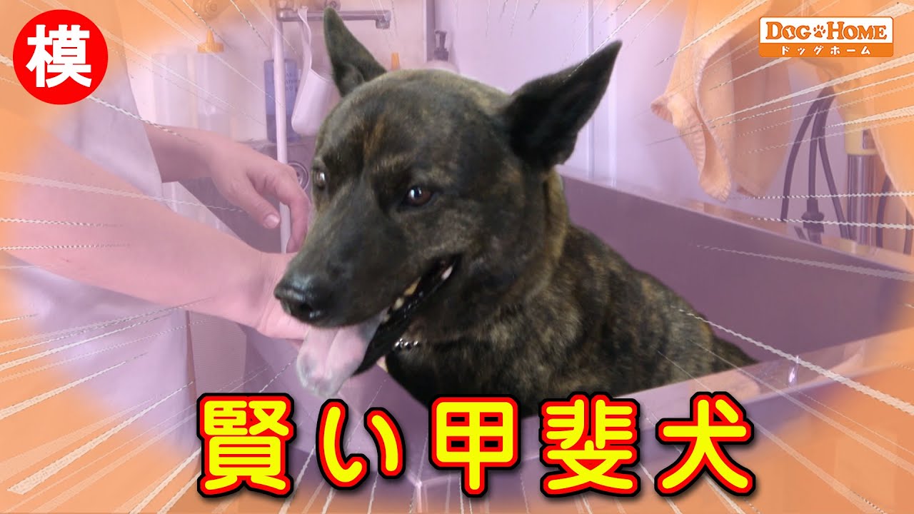 和犬のシャンプーは難しい？コミュニケーションをしっかりとって日本犬も洗います　【甲斐犬のこまちゃんのシャンプー編】　୨୧∵トリミング サロン DOG HOME ドッグホーム∵୨୧