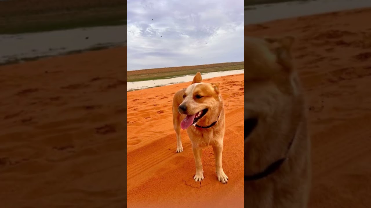 Birdsville the Tin Hillies Way - May 2025  