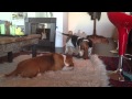 Basset Hounds Putter and Birdie  unprovoked howling fest