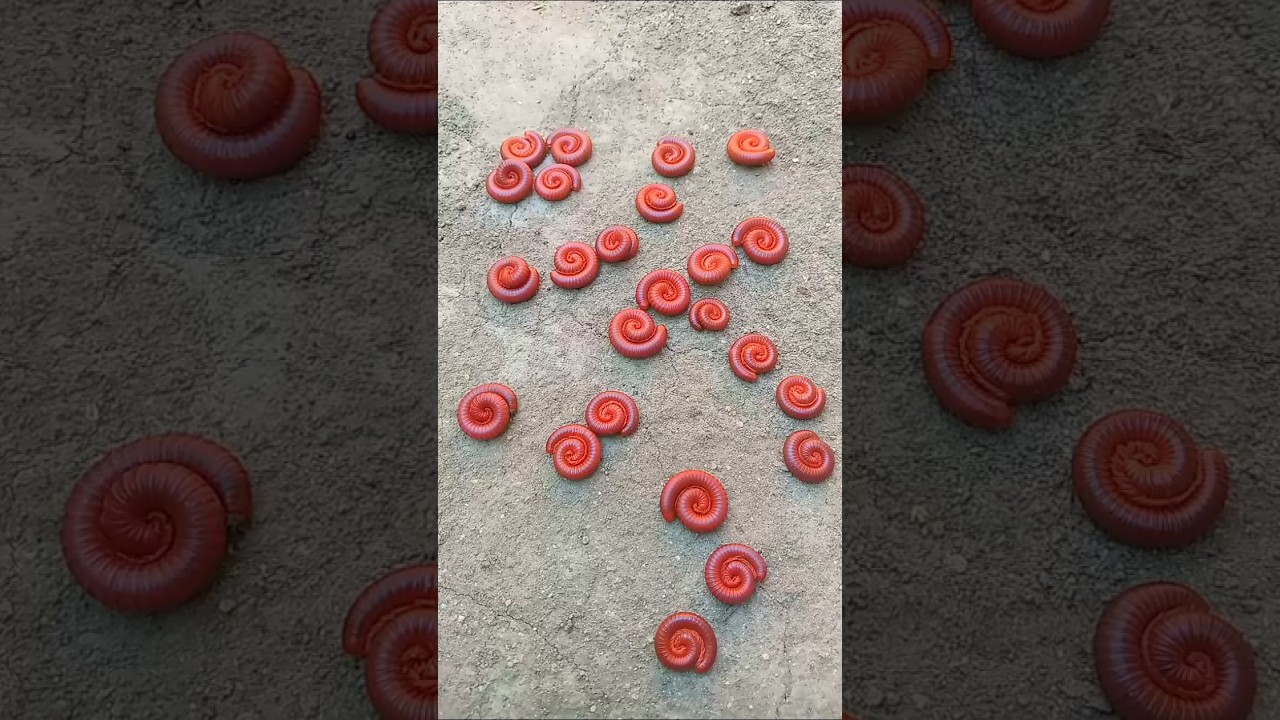 MILLIPEDE FOLLOWED ME 