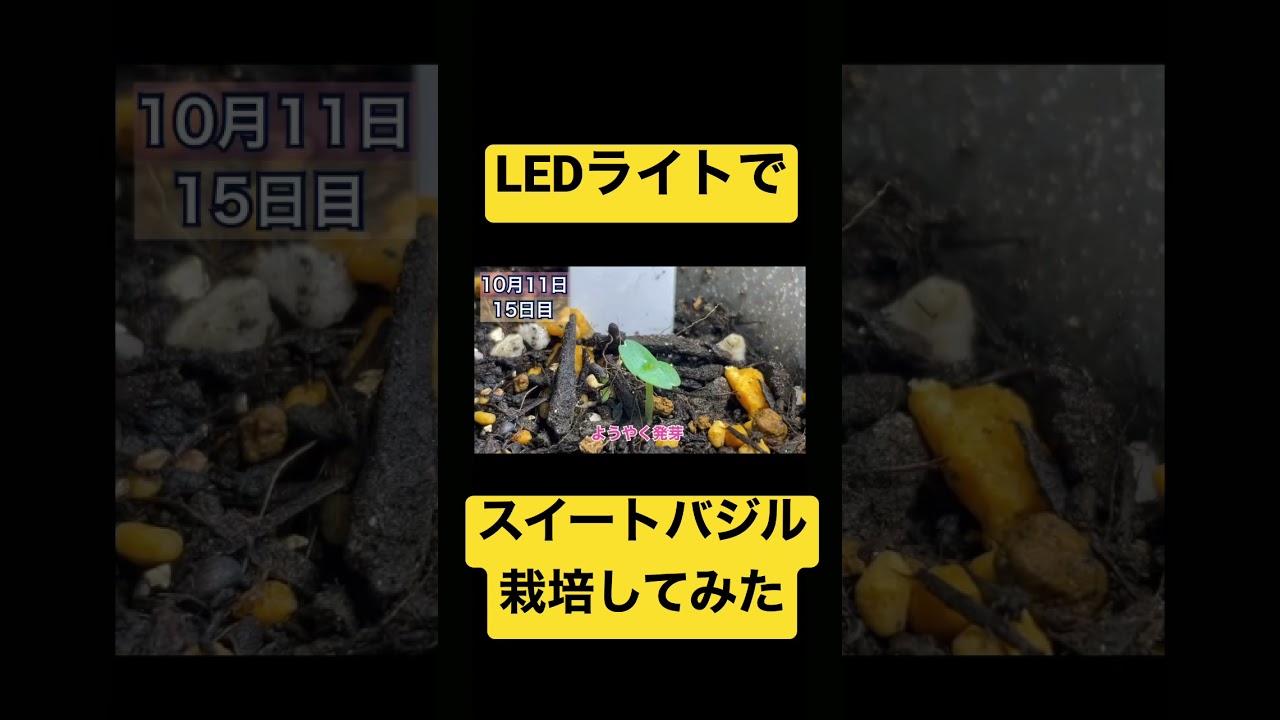 Led栽培 Shorts バジル 全成長過程見せます Youtube