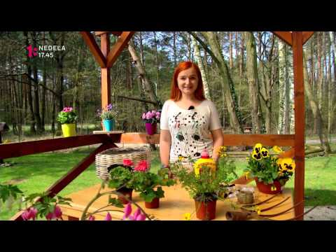 Video: Črepníkové cyklámenové rastliny – ako pestovať cyklámen v kvetináčoch vonku