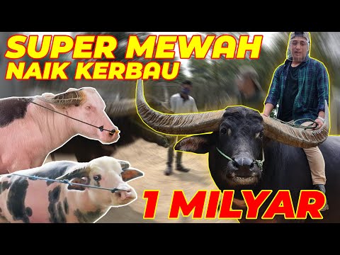 Video: Apakah kerbau pernah mencapai 100 derajat?