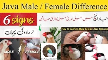 Java sparrow information | Breeding tips | Care Tips | Young and adult difference, Male & female Dif