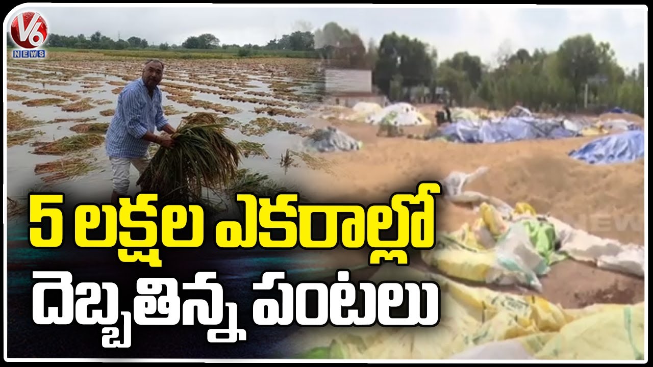 Five Lakhs Acres Of Paddy Crop Damage Due To Unseasonal Rains | V6 News ...