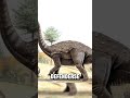 Lagarto de salta. #prehistoric #paleontologia #dinosaurios