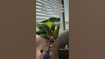 they’re better off not knowing 🤷‍♂️#gtp #aru #biak #greentreepython #python #pythons