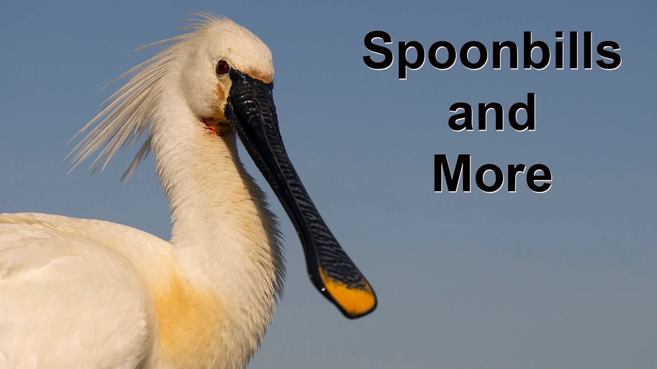 Filmed at the Theatre Hide on Bence Mate's Farm in Hungary. Storks, spoonbills, egrets and herons.