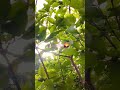 Sunrise#beautiful#homegarden #housewifelife#morning#nature #shortsviral#garden#healing #gardening